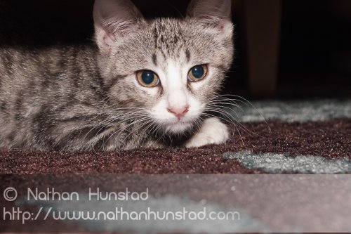 ???? hiding under the table